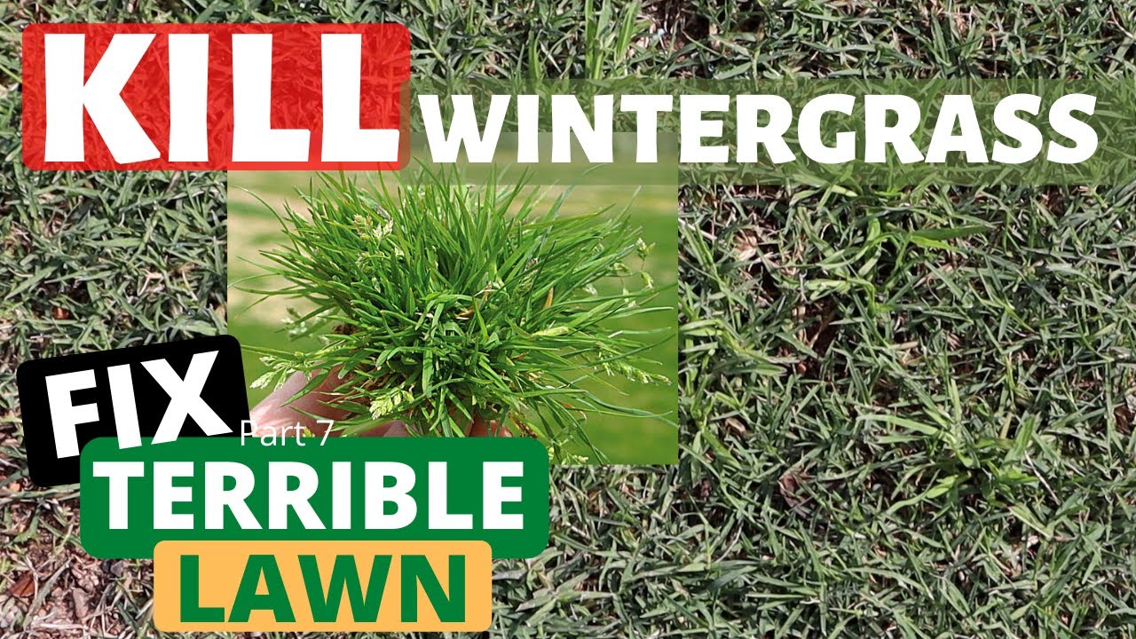 Fix Terrible Lawn Part 7 - KILL Wintergrass