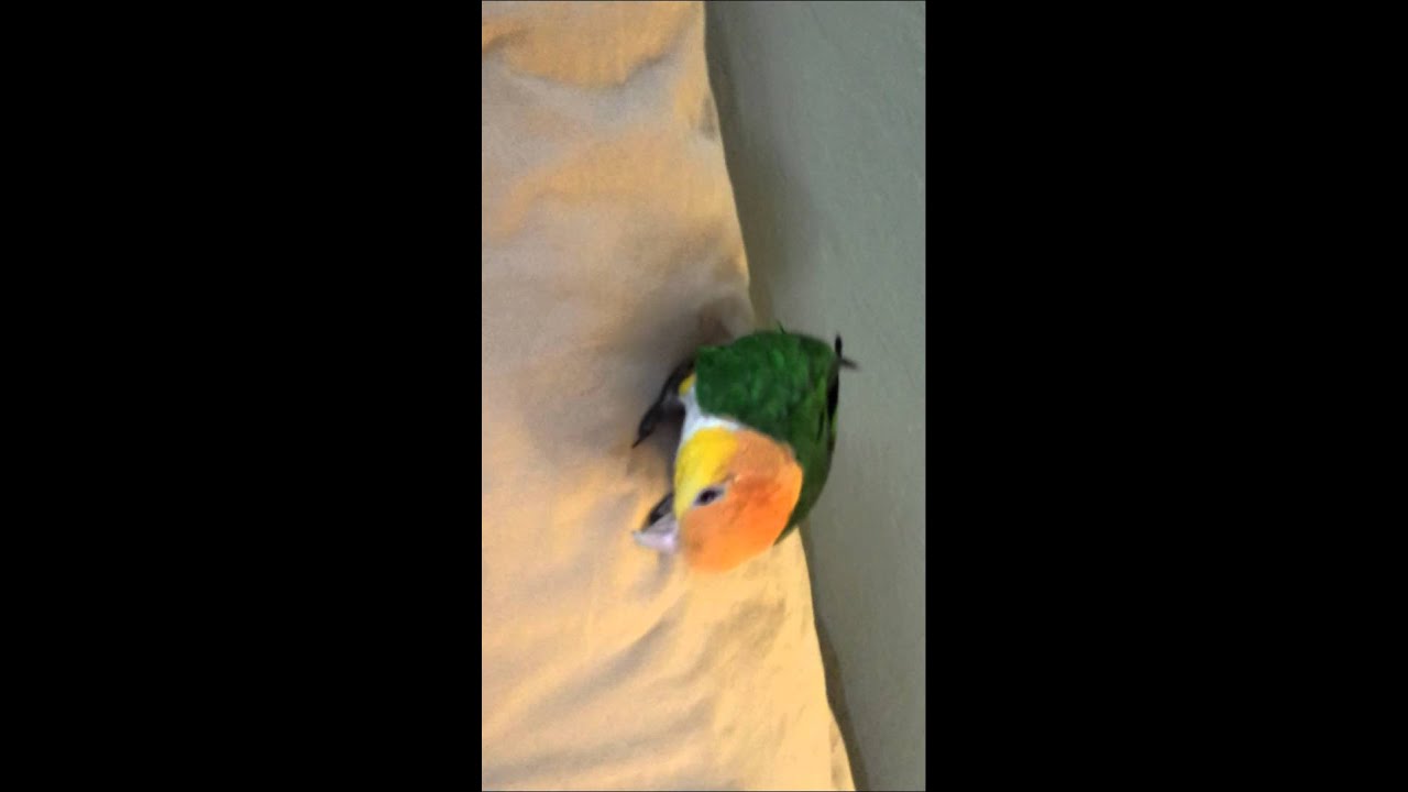 Georgie Caique talking & being silly