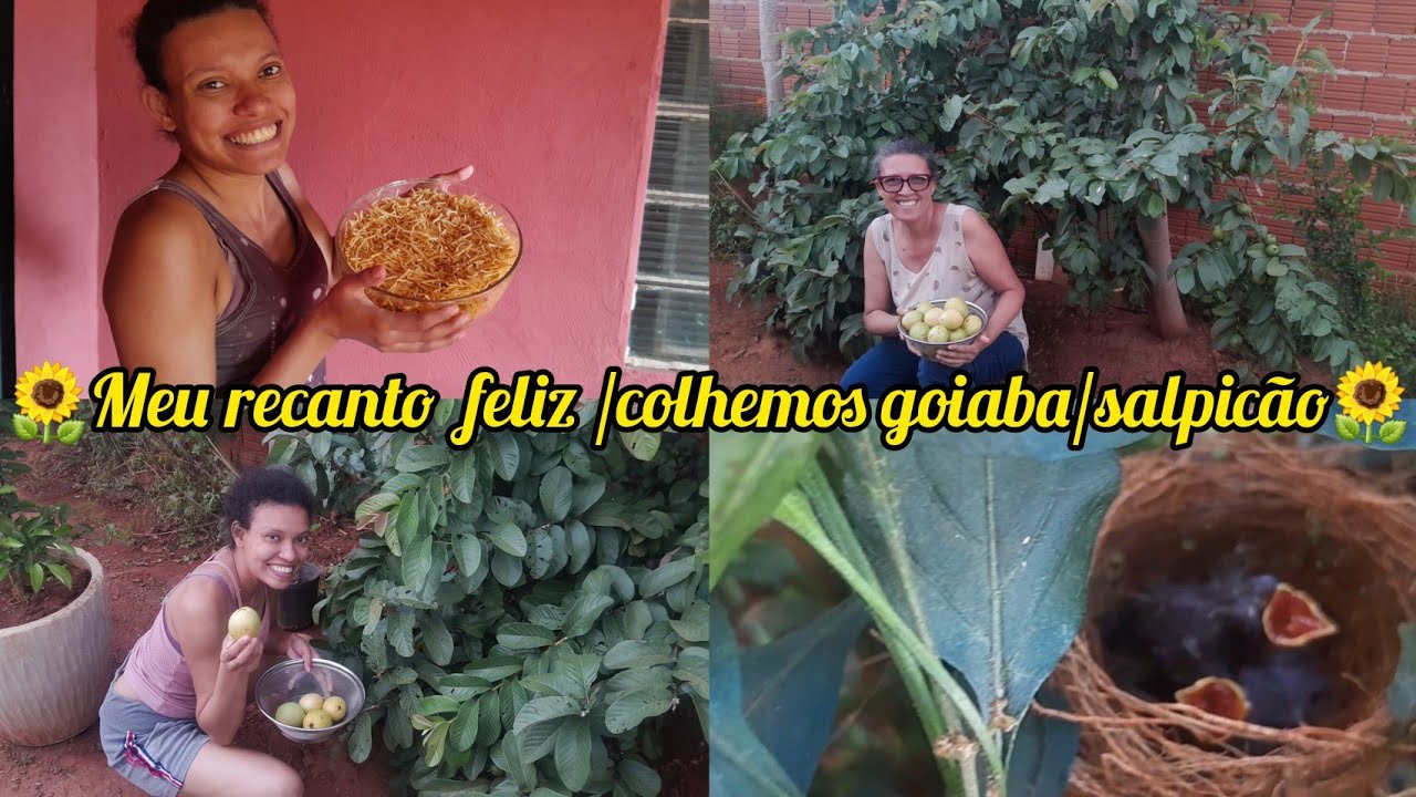 MEU LUGARZINHO SIMPLES , ABENÇOADO E CHEIO DE PAZ +PRIMEIRA COLHEITA DE GOIABA 