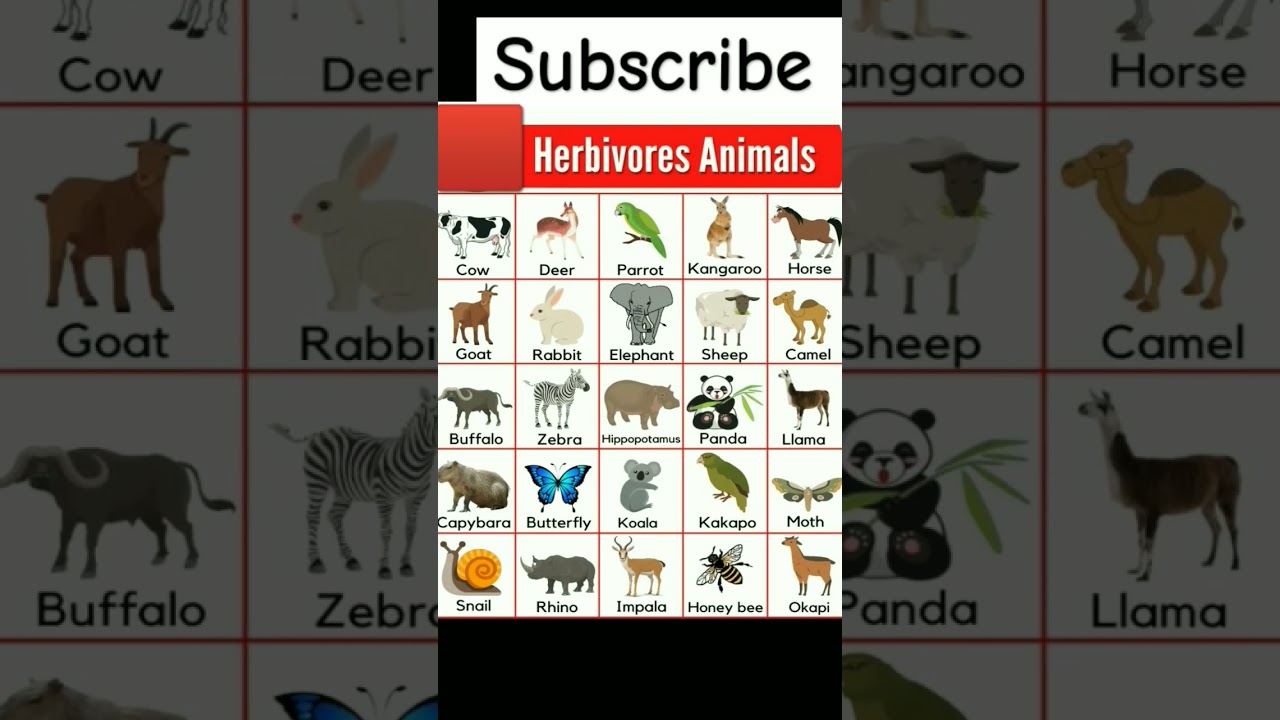 Herbivores Animals 🐆🐅🐪#subscribe #learning #science