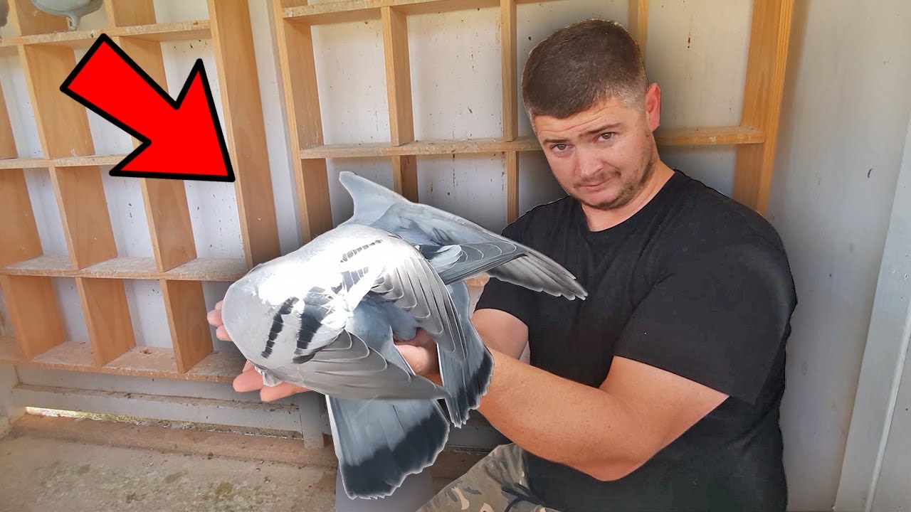 Приручение голубей!