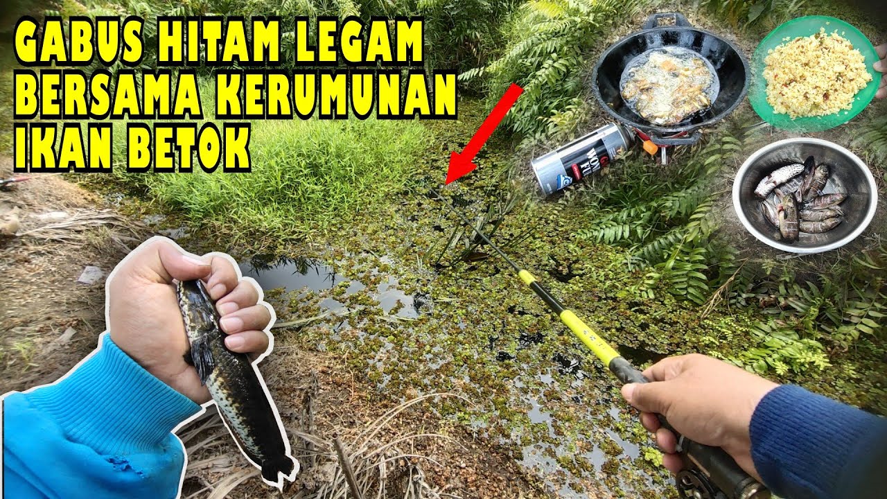 🍃GABUS HITAM LEGAM BERSAMA KERUMUNAN IKAN BETOK‼️