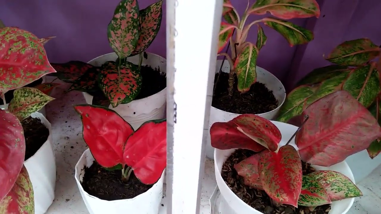 Aglaonema গাছের যত্নের টিপস (বাংলায়) Agloanema in dhaka