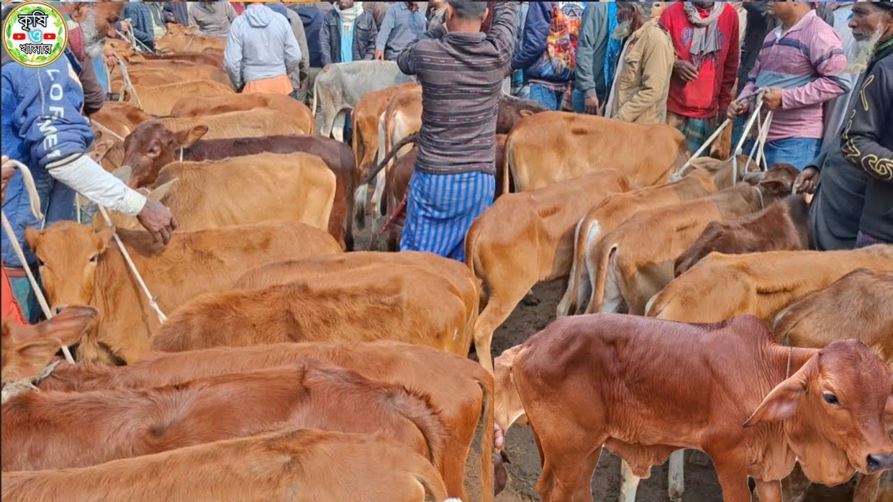 আজ ২৩/১/২৬ | সবচেয়ে ছোট ছোট ষাঁড় ও বকনা বাছুর গরুর দাম | আমবাড়ী হাট
