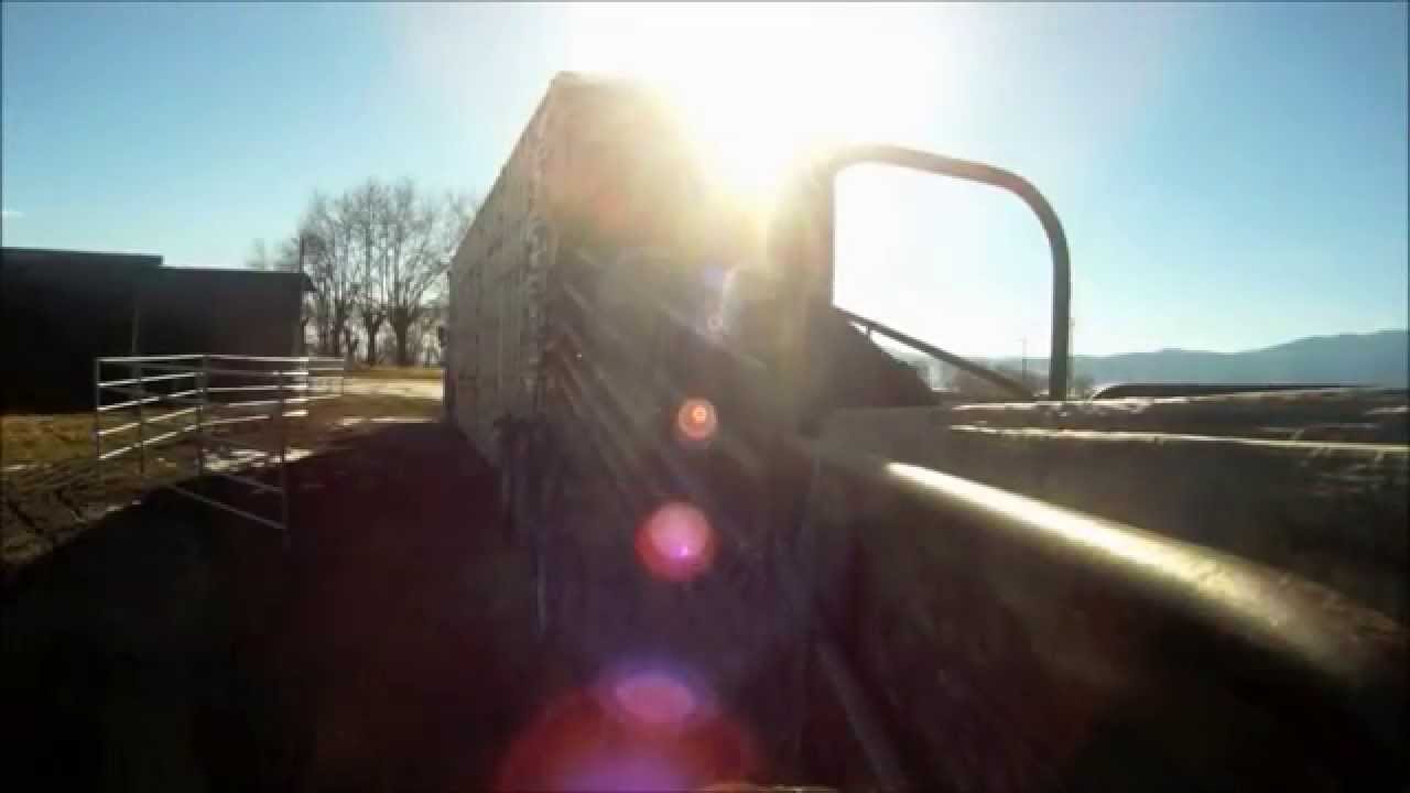 Cow Truck Roll