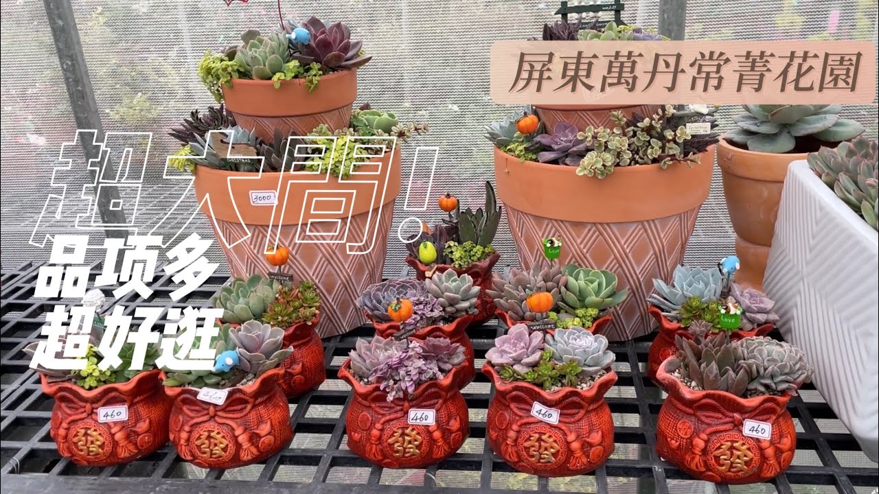 屏東萬丹快要變成小田尾了嗎😍逛資材行還能順便逛園藝店｜常菁花園