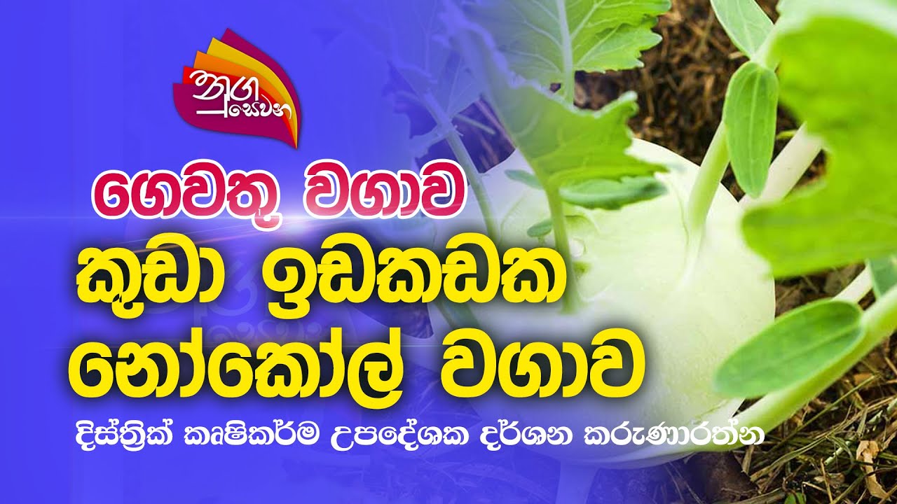 Nugasewana | ගෙවතු වගාව | 2022-10-24 |Rupavahini