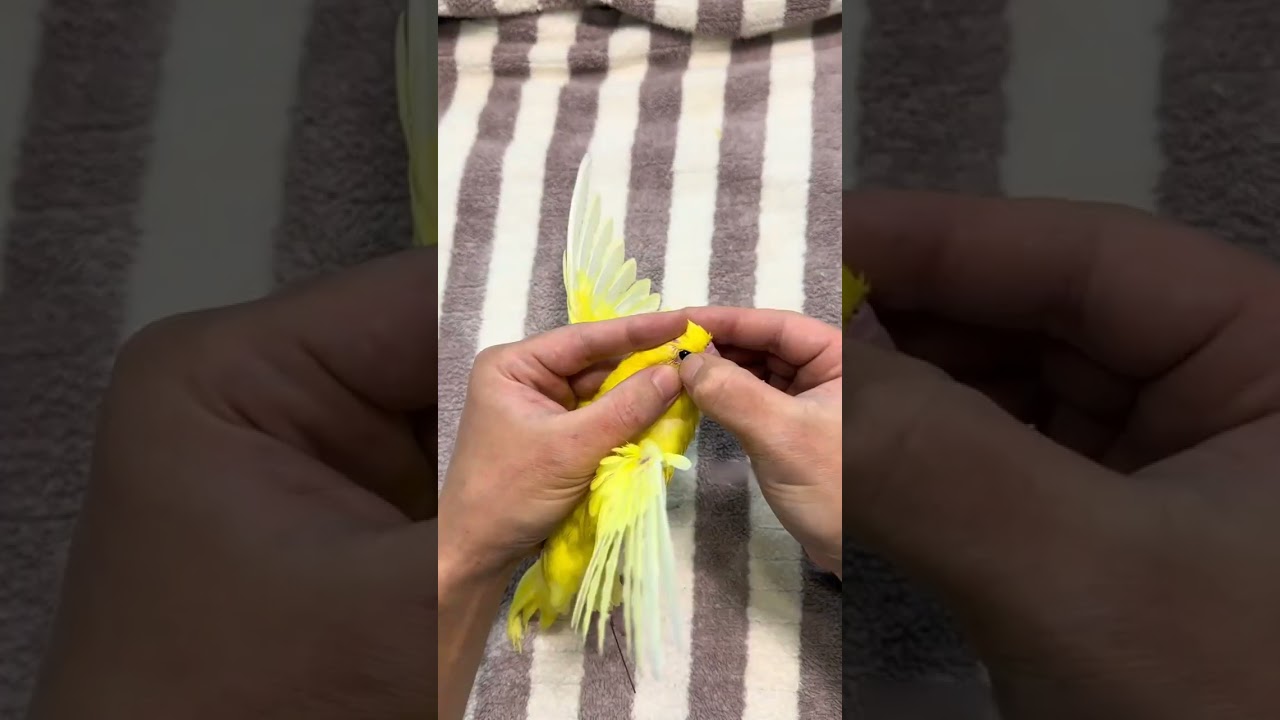 Still Dancing! Taxidermy Bird Won't Stop Grooving 