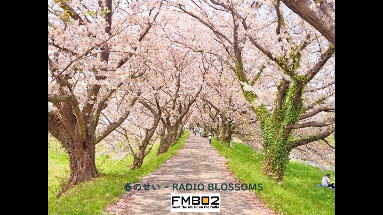 春のせい - RADIO BLOSSOMS ～ FM802 2011年春ACCESSキャンペーンソング(Stereo)