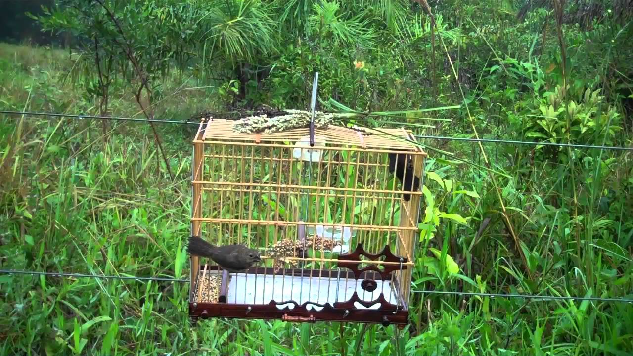 Curio Mato Grosso presando femea para pardo macho bate.