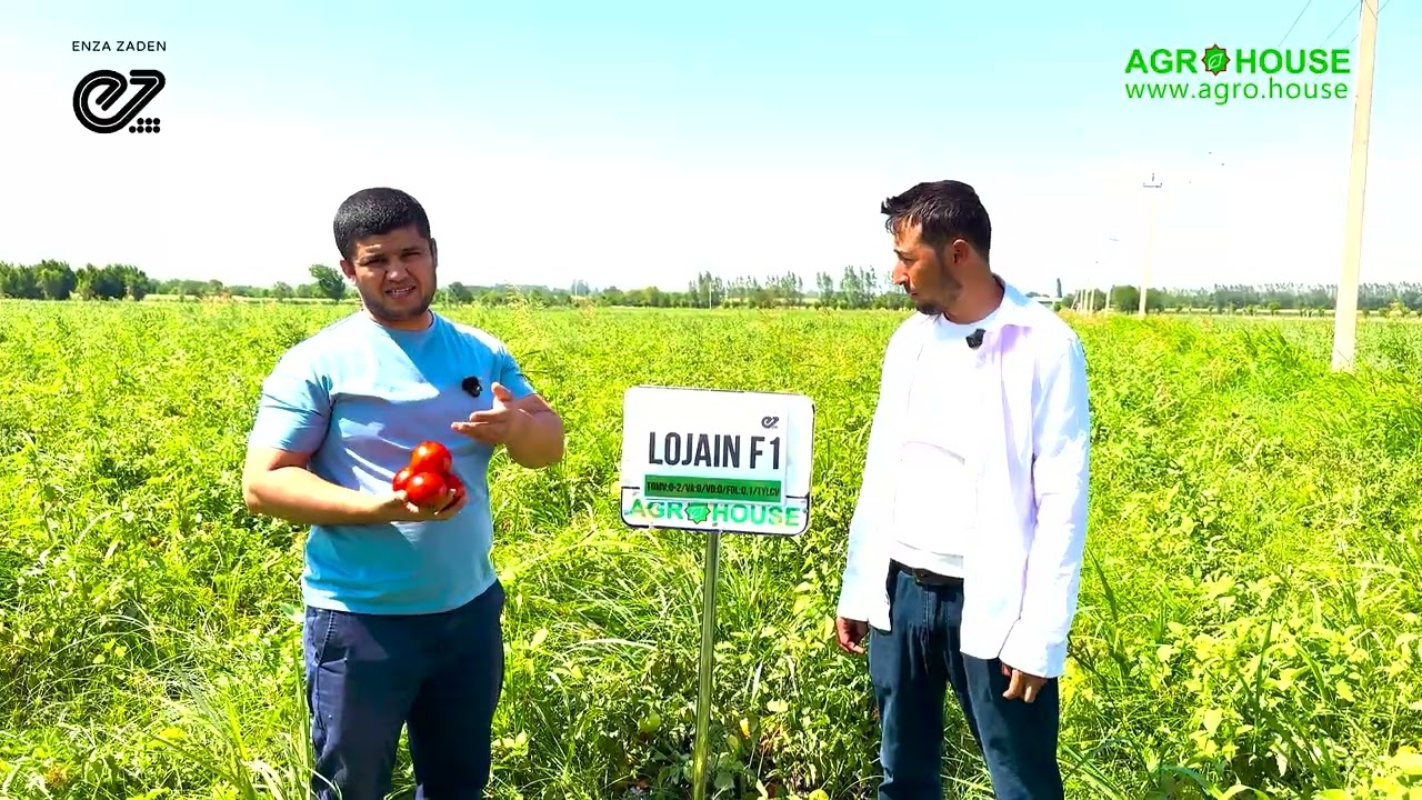 Samarqand viloyati, Toyloq tumani | Lojain F1 pomidor duragayi #agrohouse #pomidor