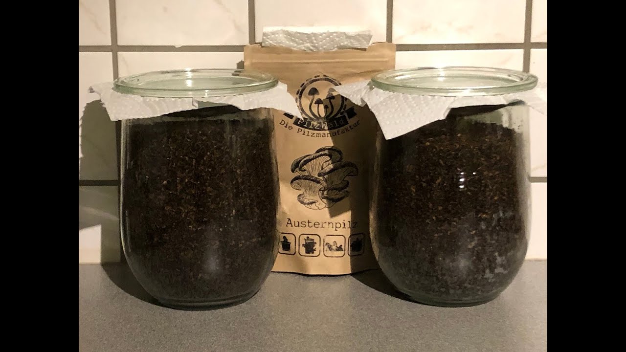 🍄 Speisepilze selber anbauen #1 mit Pilzdübeln eine Kultur ansetzen