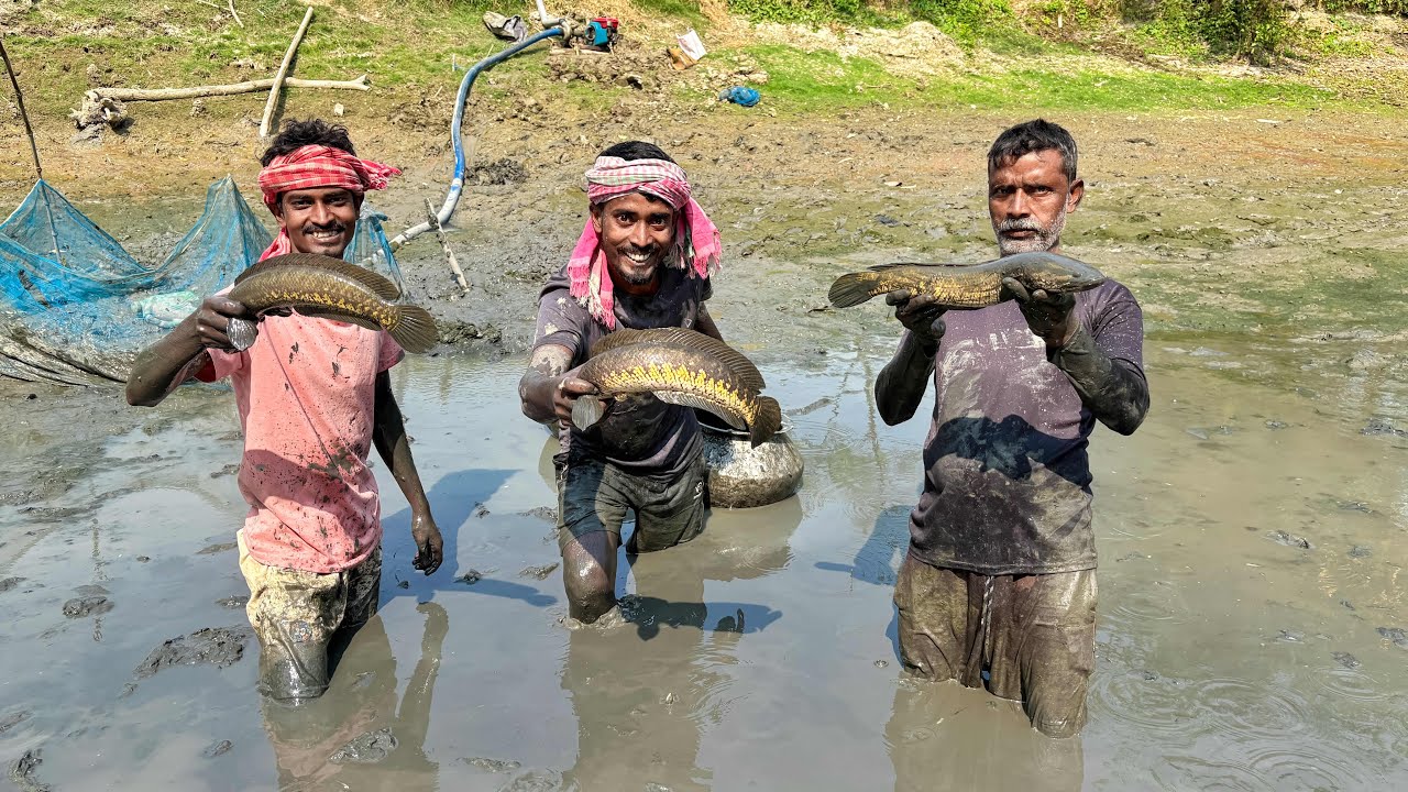 বাড়ির খাল ছিঁচে পাকা পাকা শোল মাছ ও মাগুর মাছ ধরলাম village fishing!!!