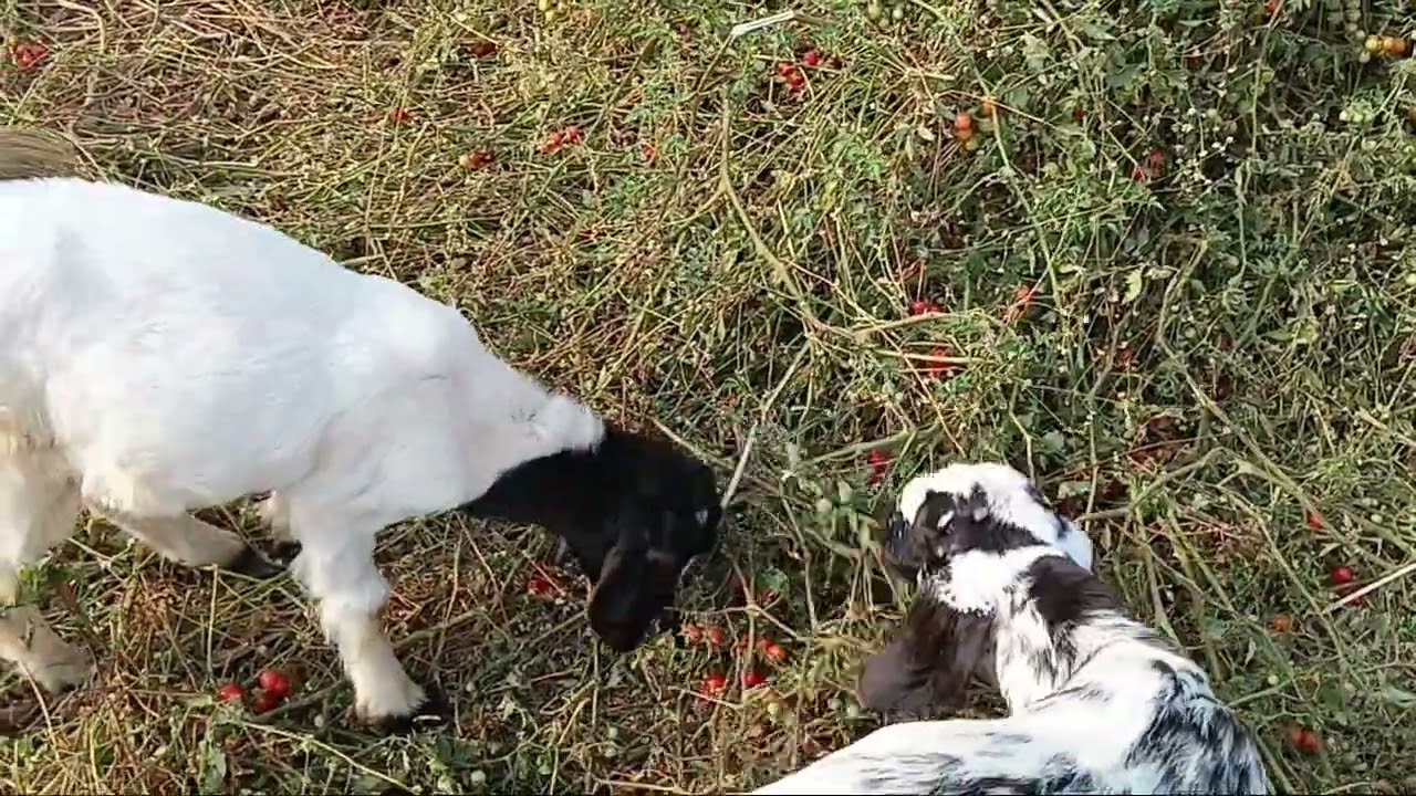 पांडि आणि लठ्या 🐐     