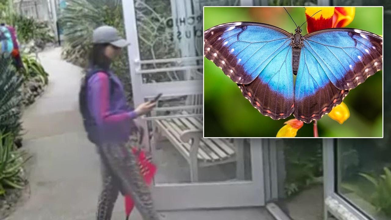 Did This Woman Steal a Rare Blue Butterfly While Dressed Like One?
