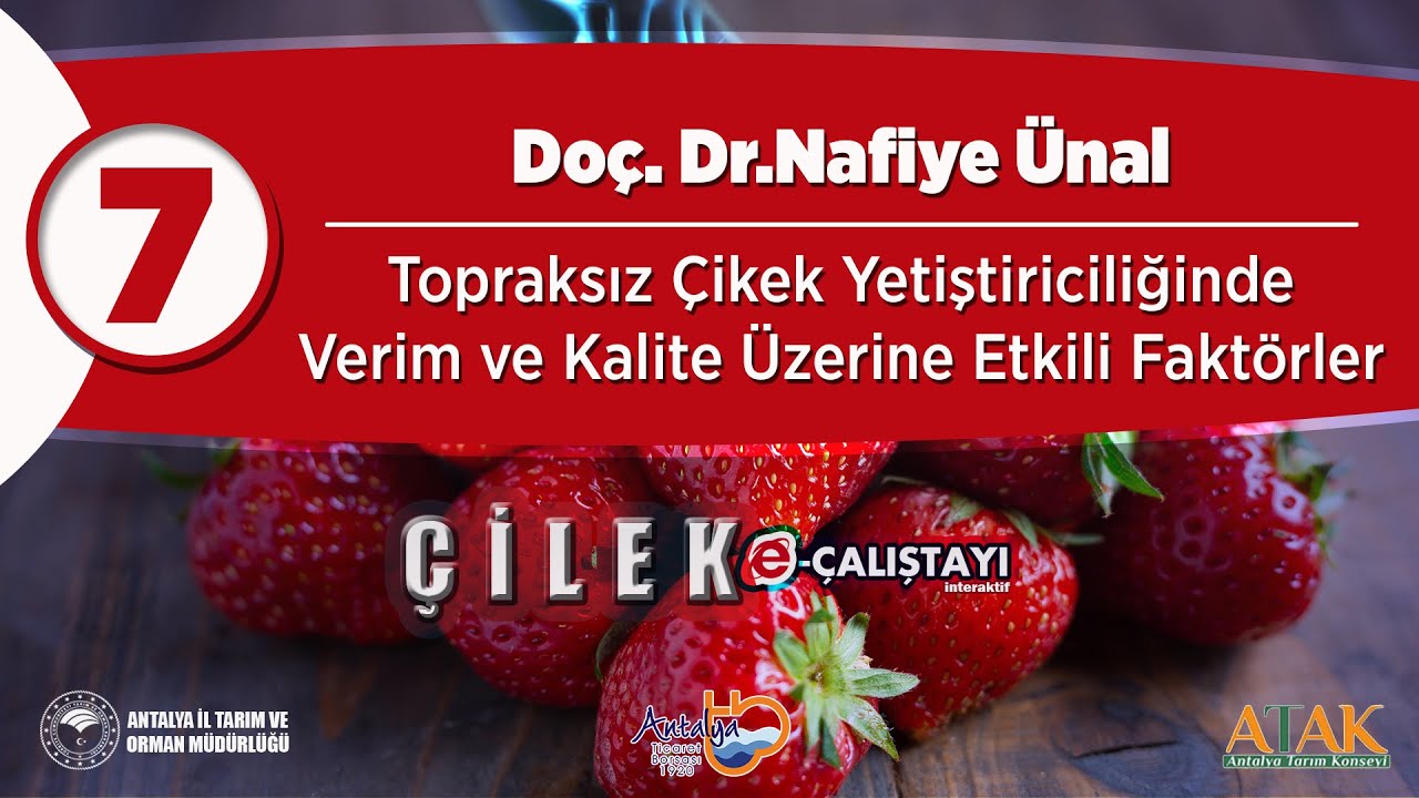 7 Çilek E-Çalıştayı - Topraksız Çilek Yetiştiriciliğinde Verim ve Kalite Üzerine Etkili Faktörler