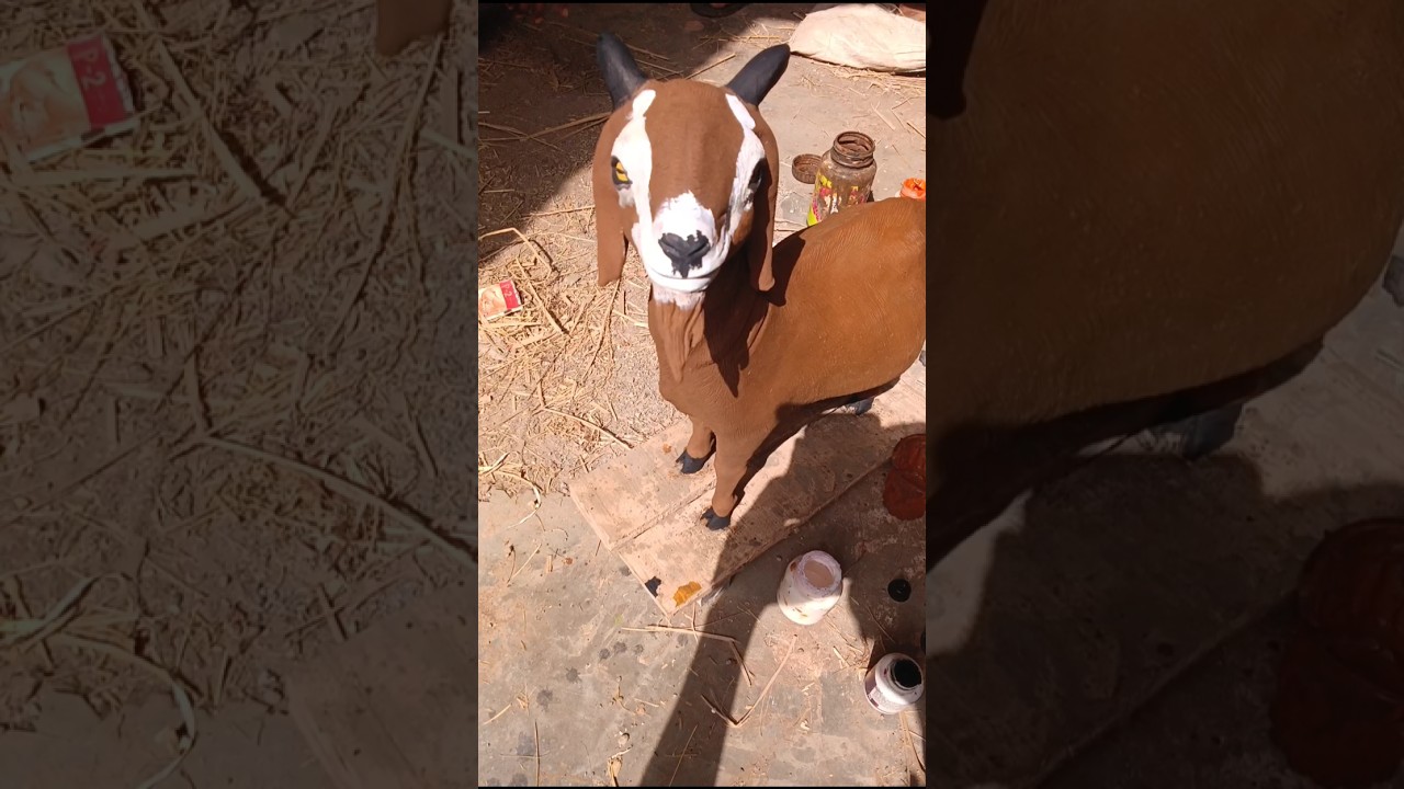 eid goat making with mud #handmade #art