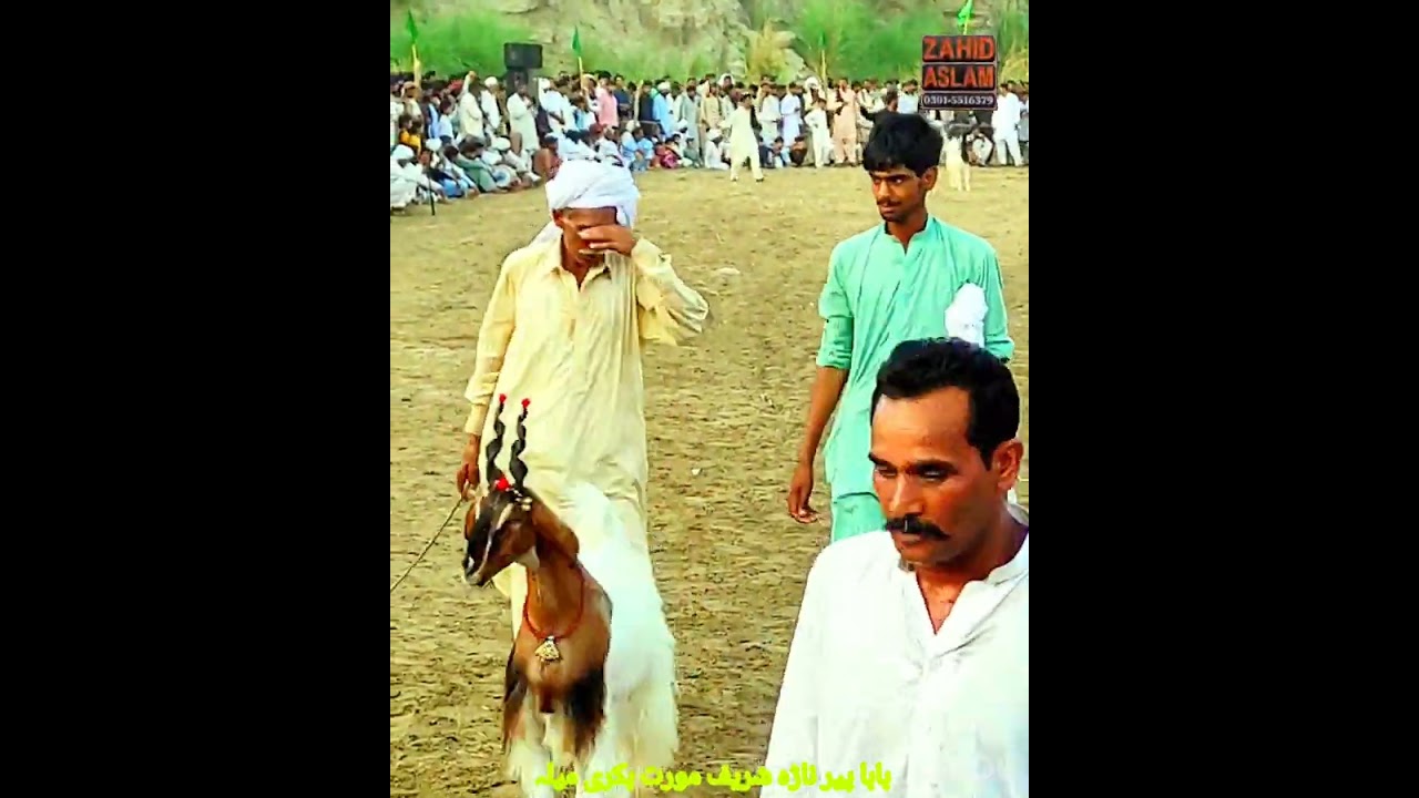 بکری میلہ بابا پیر ناڑہ شریف مورت