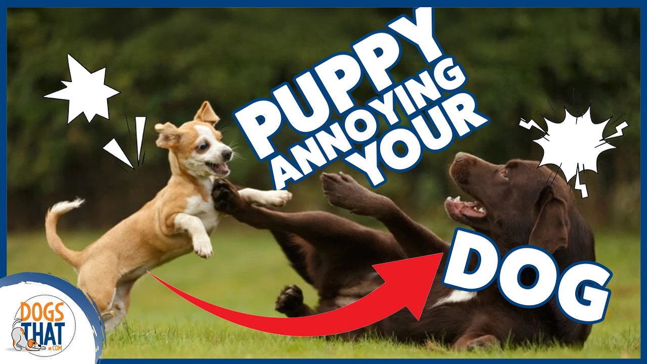 How To Safely Introduce A Puppy To An Adult Dog: Tips & Strategies