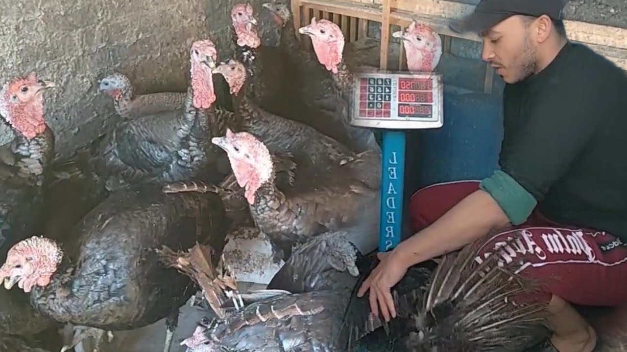 بيع الرومي البلدي والسعر مفاجأة من أحسن السلالات وأعلى الأوزان وكله على الميزان #مصطفى_وأمل 