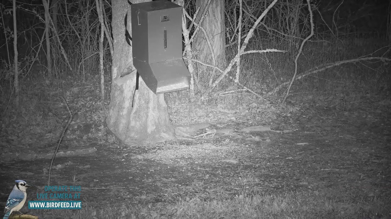 BirdFeed.Live - Texas Wildlife Pond : Live Bird Feeder Cam, Deer, Turtles, Raccoons, Songbirds 24/7