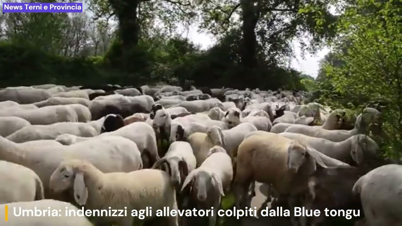 Umbria: indennizzi agli allevatori colpiti dalla Blue tongu