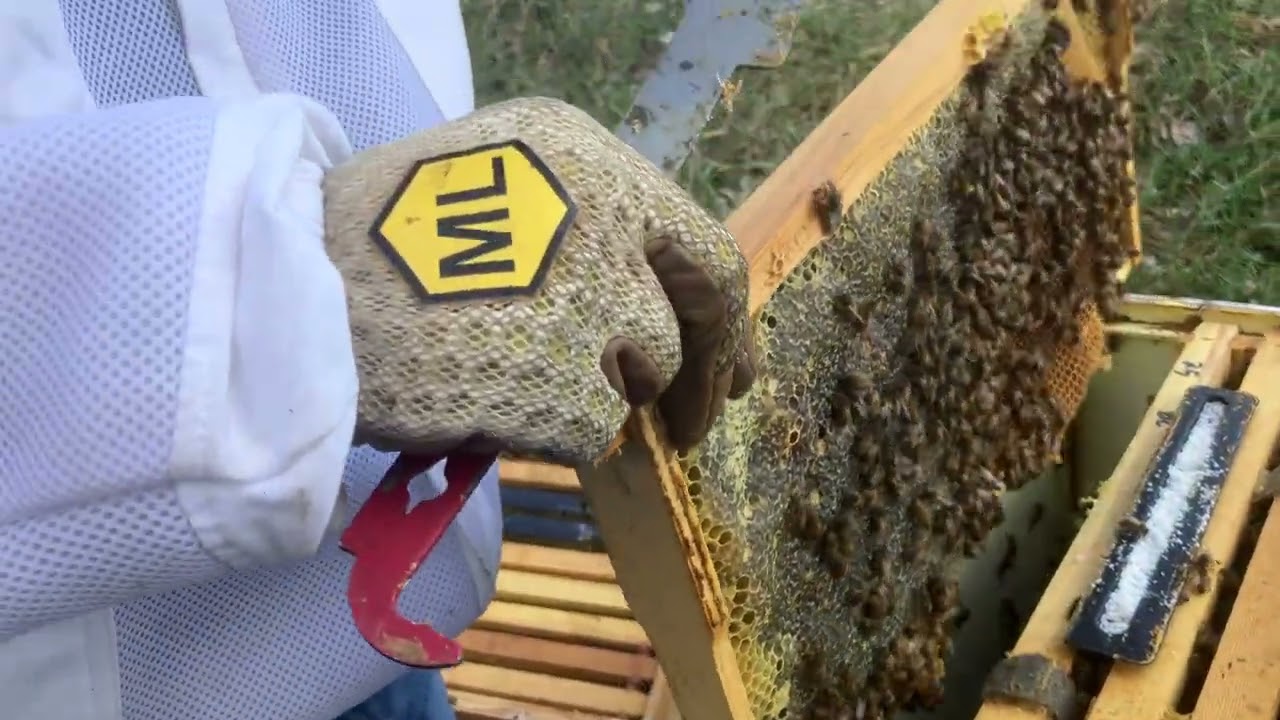 Checking, brood and food￼#honeybeesting #beekeeper #savethebees #bee ￼