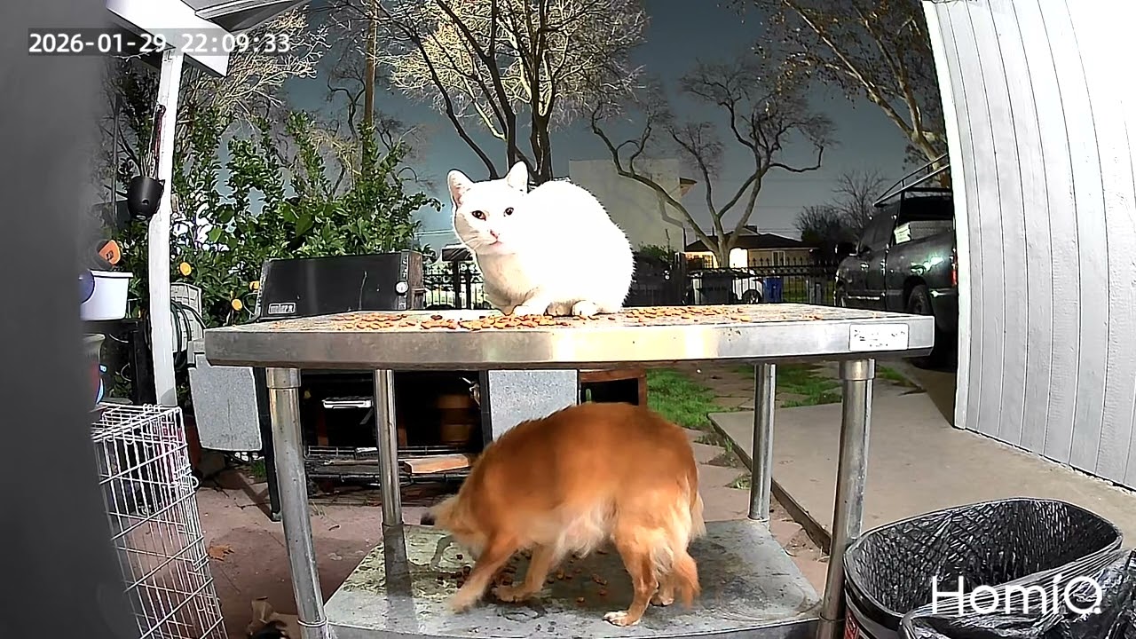 My kitty cam, the dog invades the kitty kibble and the kitty is running 