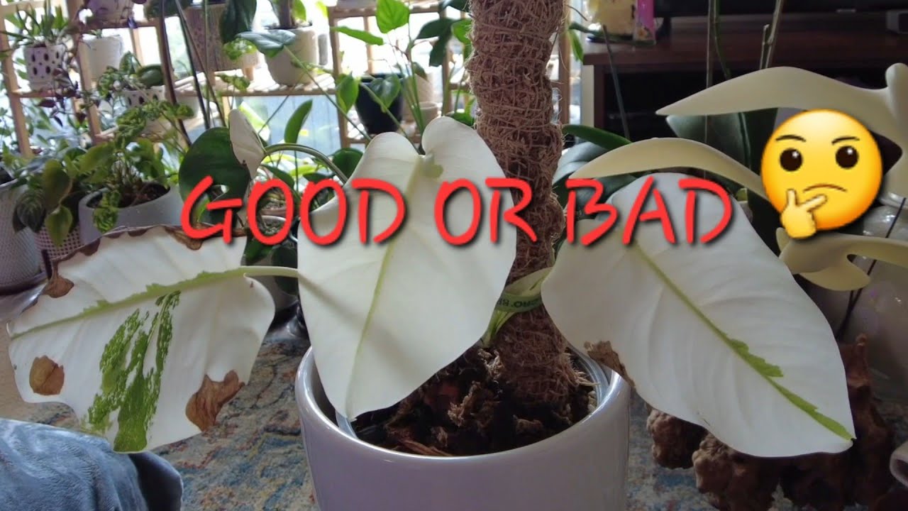 Monstera Albo - full white leaf good or bad? #monstera #plants #houseplants