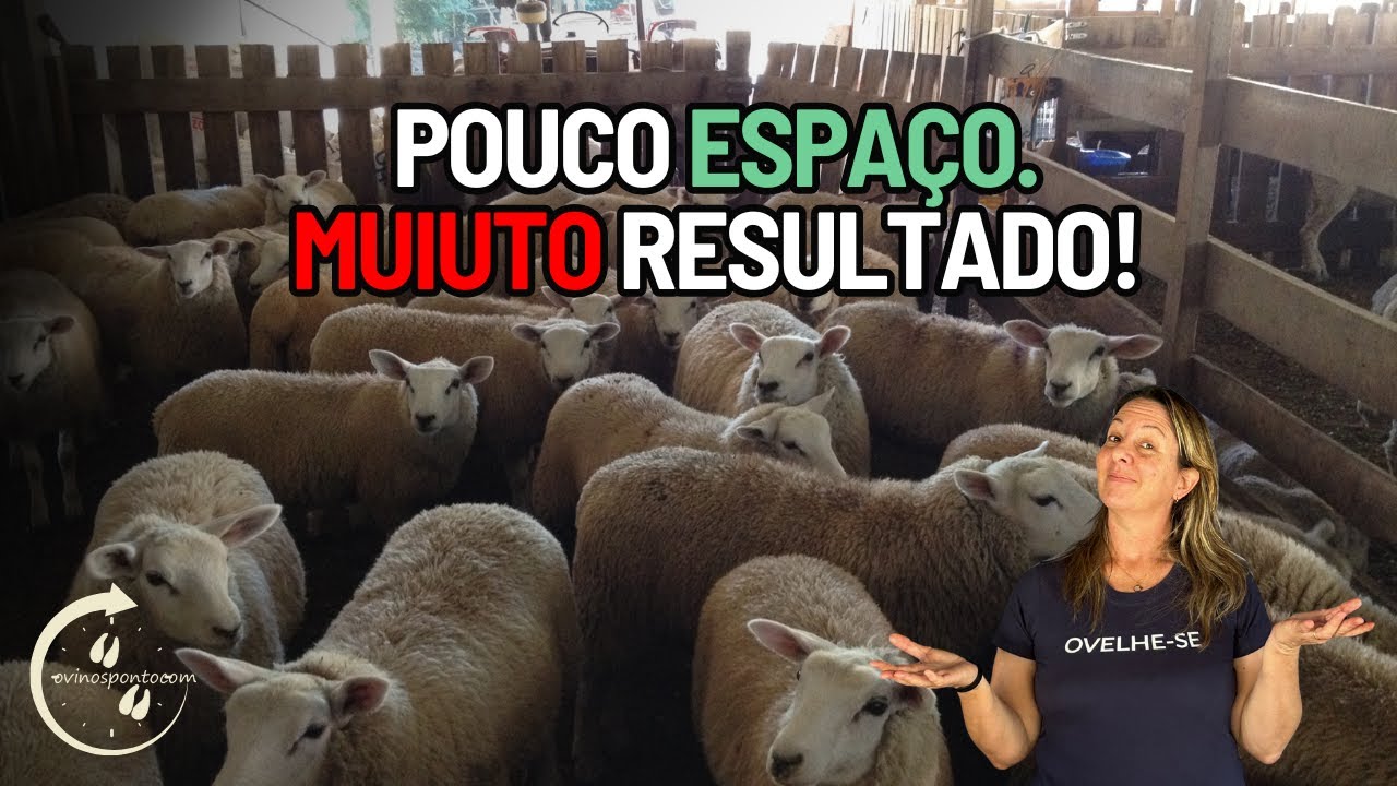 Como criar ovinos em pequenas propriedades