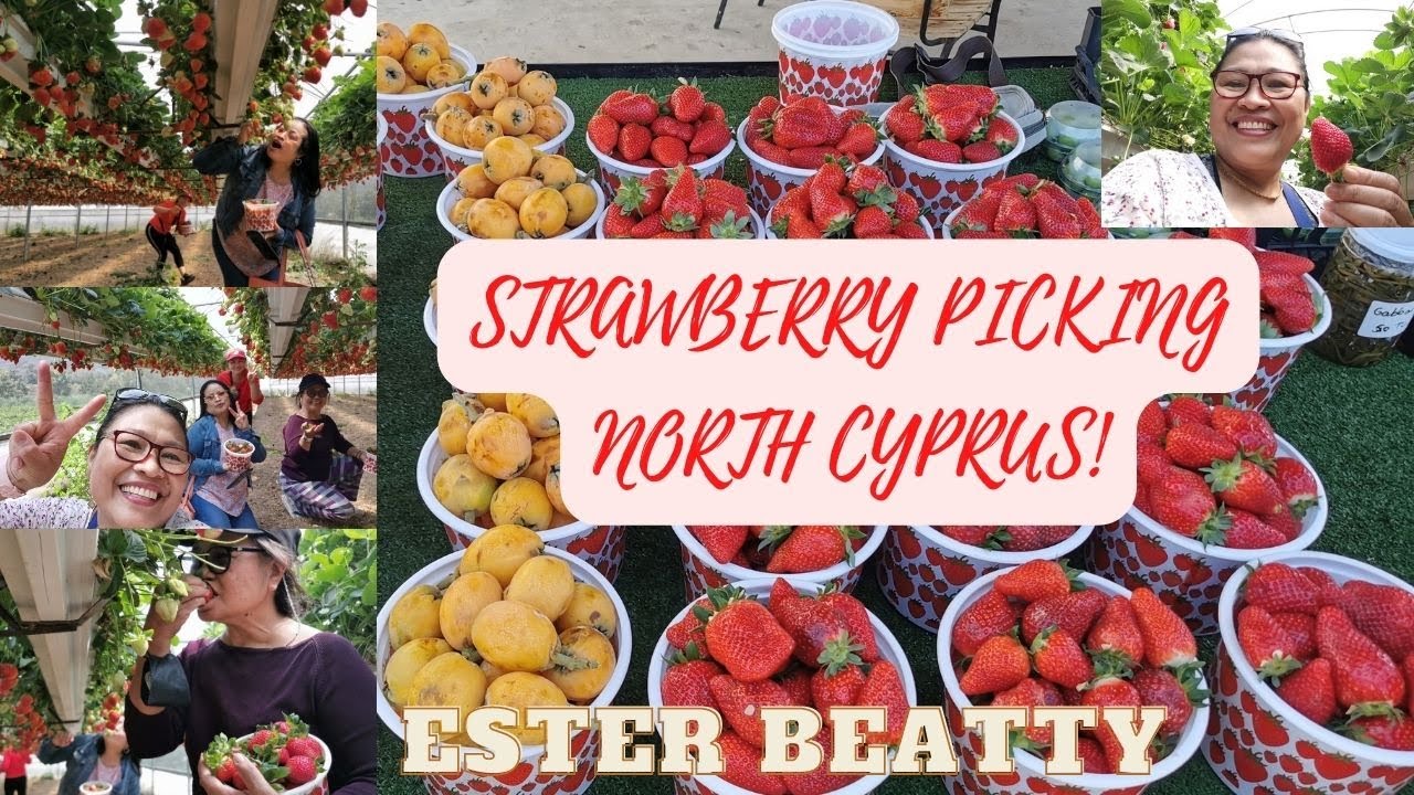 Strawberry picking in North Cyprus and eat as much as you want! ‖ Ester Beatty