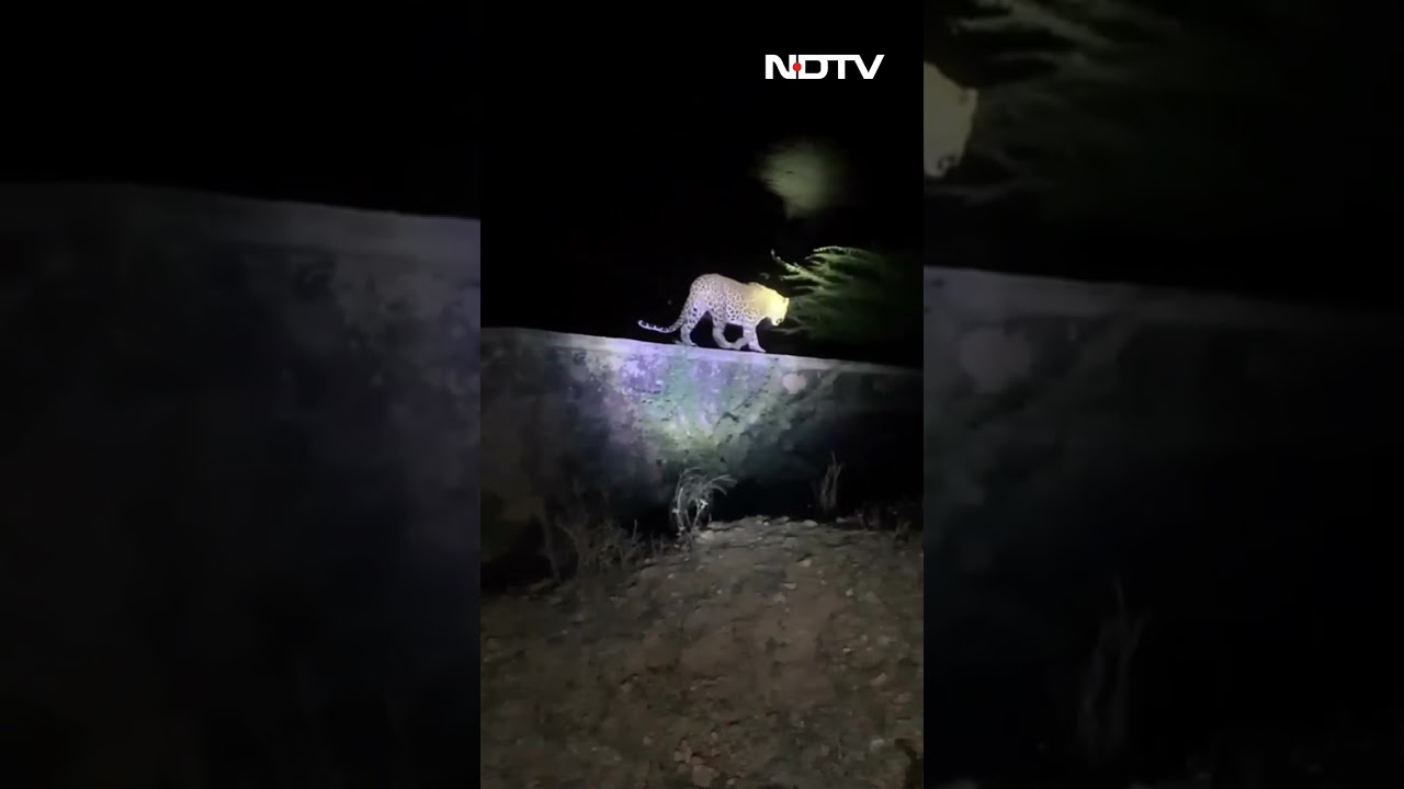 Leopard Spotted At Bengaluru University