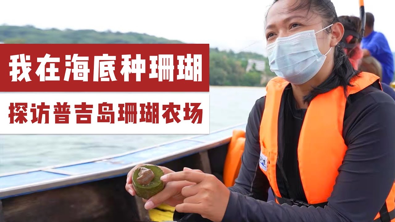 潜入海底去种植珊瑚，打造普吉岛珊瑚农场，泰国的本地海洋保护