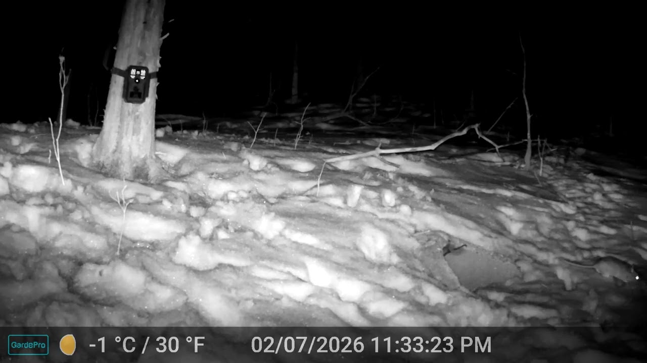 Rat in the snow