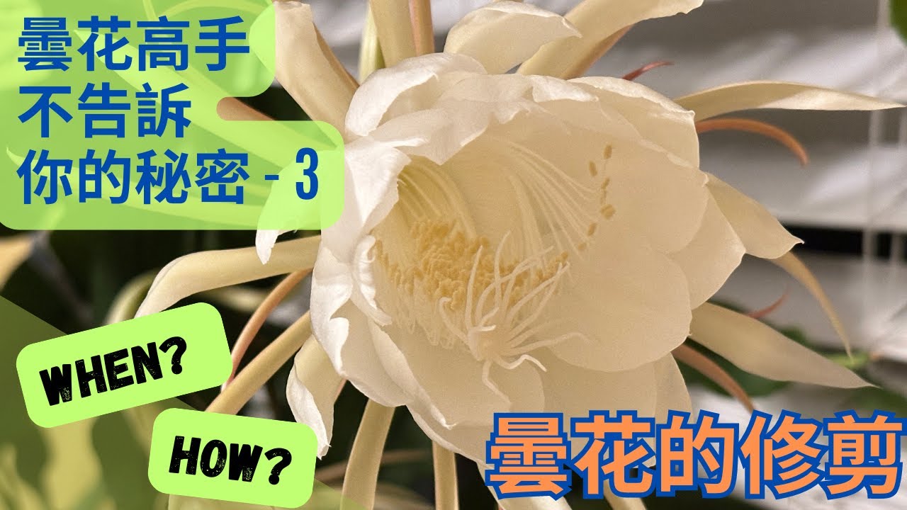 如何修剪曇花才能讓曇花多開花！----曇花高手不告訴你的秘密 3   