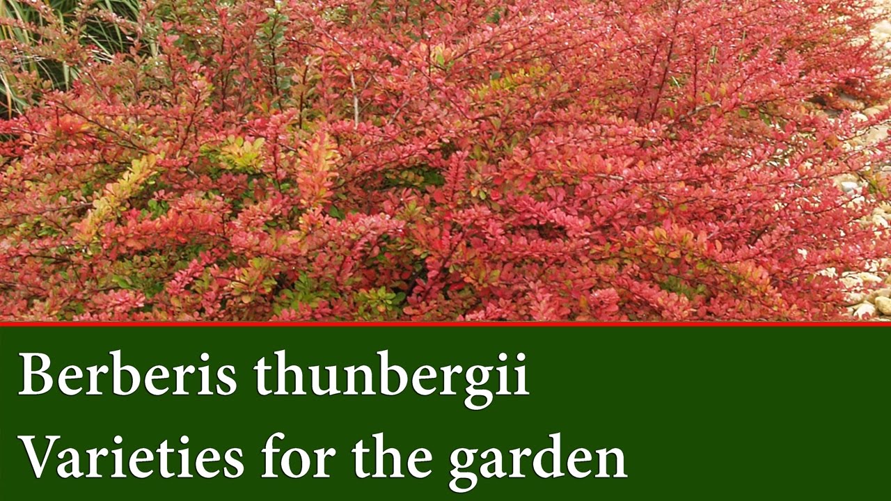 Berberis thunbergii Varieties for Hedging and Colour.