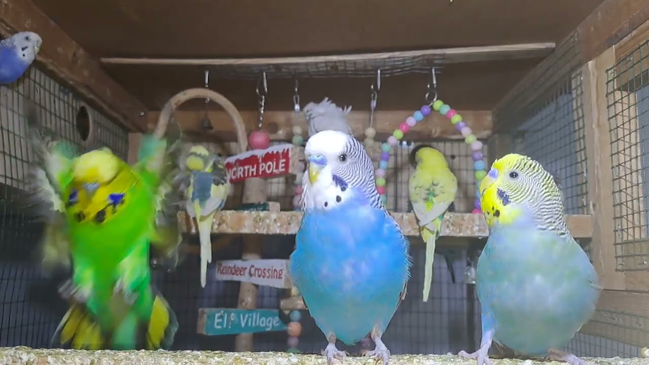 Baby Parrots – Sweet Little Chicks!