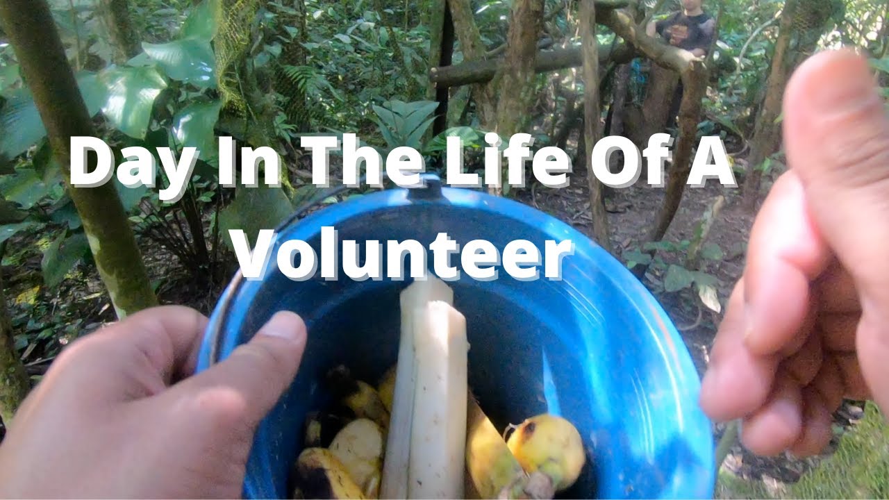 Day In The Life Of A Animal Rescue Volunteer (POV)