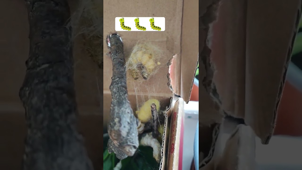Zeta-harrak nola egiten du krisalida bere listuarekin? 