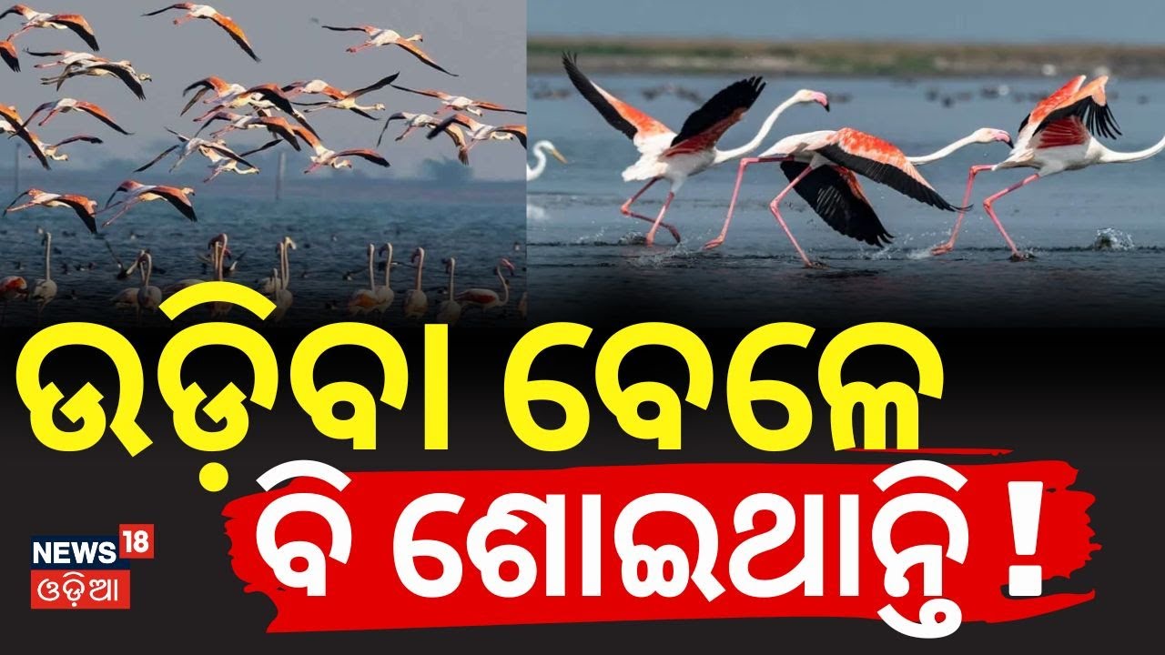 ଉଡ଼ିବା ବେଳେ ବି ଶୋଇଥାନ୍ତି ! | Cyberia to Chilika Birds Migration | Odisha Winter Birds | Odia News