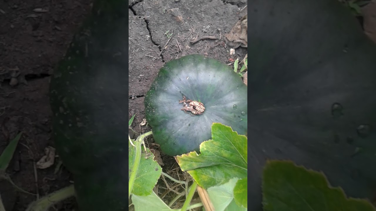 Budidaya labu kuning di lahan kering