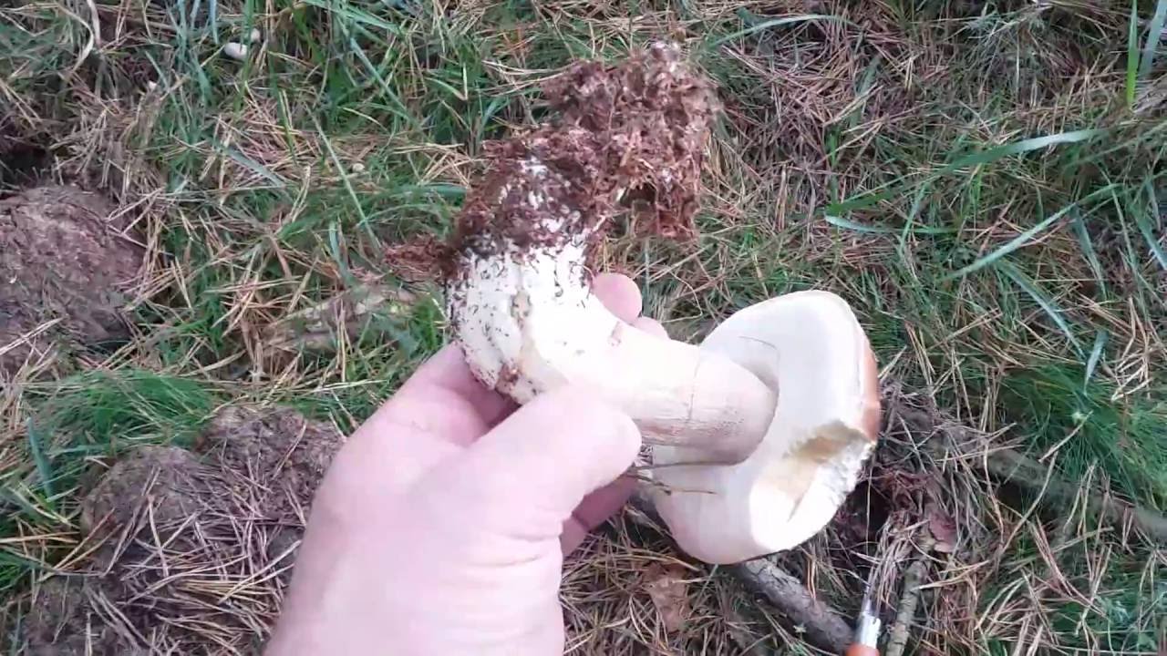 Boleto Edulis