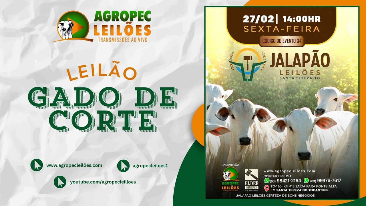 Agropecleiloes.com LEIL&Atilde;O GADO DE CORTE  | JALAP&Atilde;O LEIL&Otilde;ES - SANTA TEREZA-TO| 27/02/2026.
