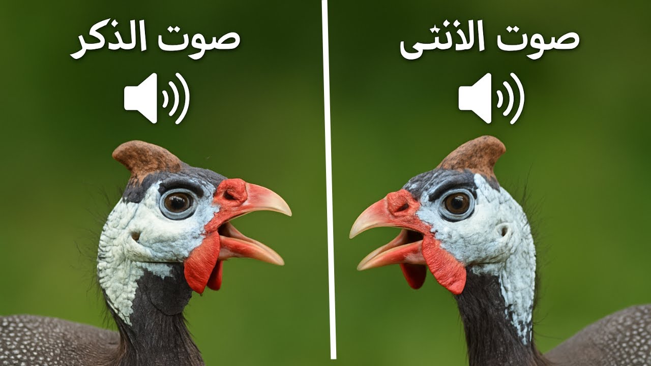 صوت الحجل يكشف جنسه !! تعرف على الفرق بين صوت ذكر و أنثى الدجاج الحبشي 🔊