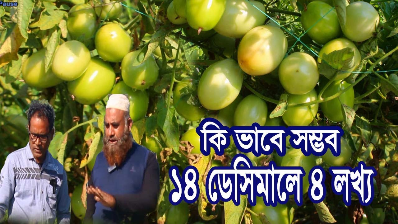 টমেটো চাষে জীবন বদলে যাওয়ার গল্প । কৃষি জমি নয় এ যেনো সোনার খনি ।Tomato Chas - Rakhal Bondhu Fbd