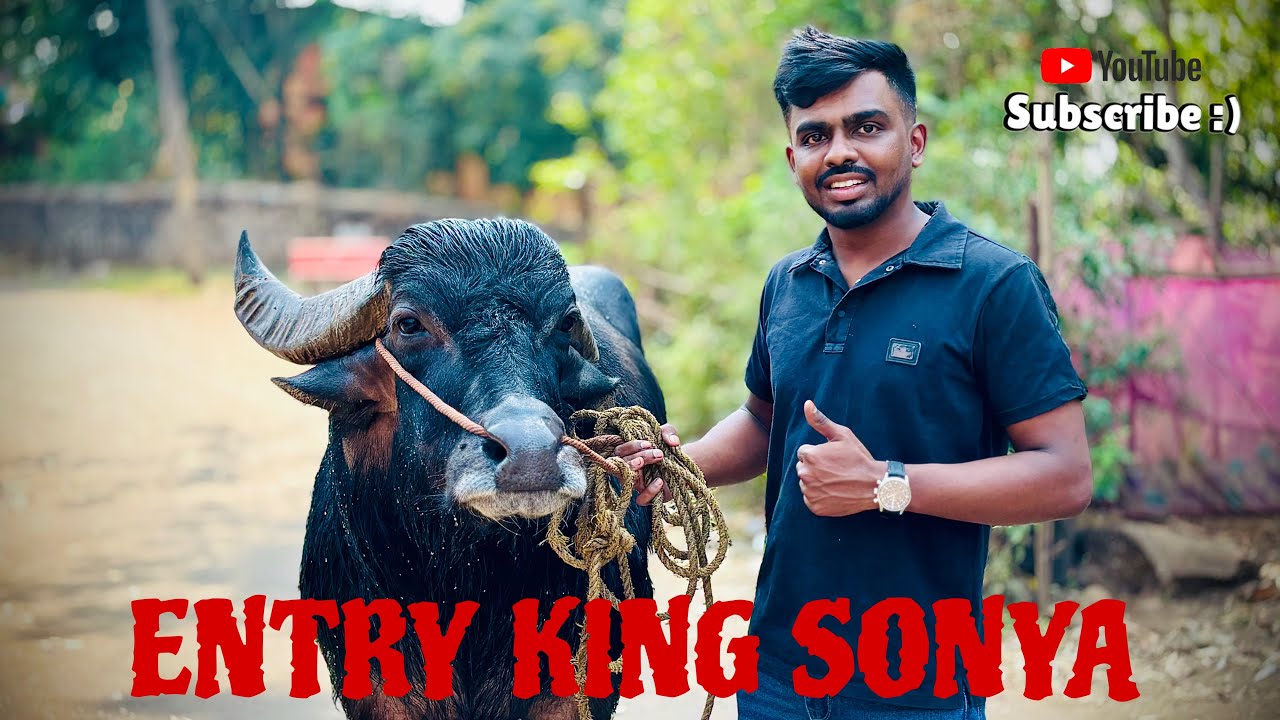 ENTRY KING SONYA 🐃🐃|| TOP CHA VISHAY|| KEEP SUPPORTING || 