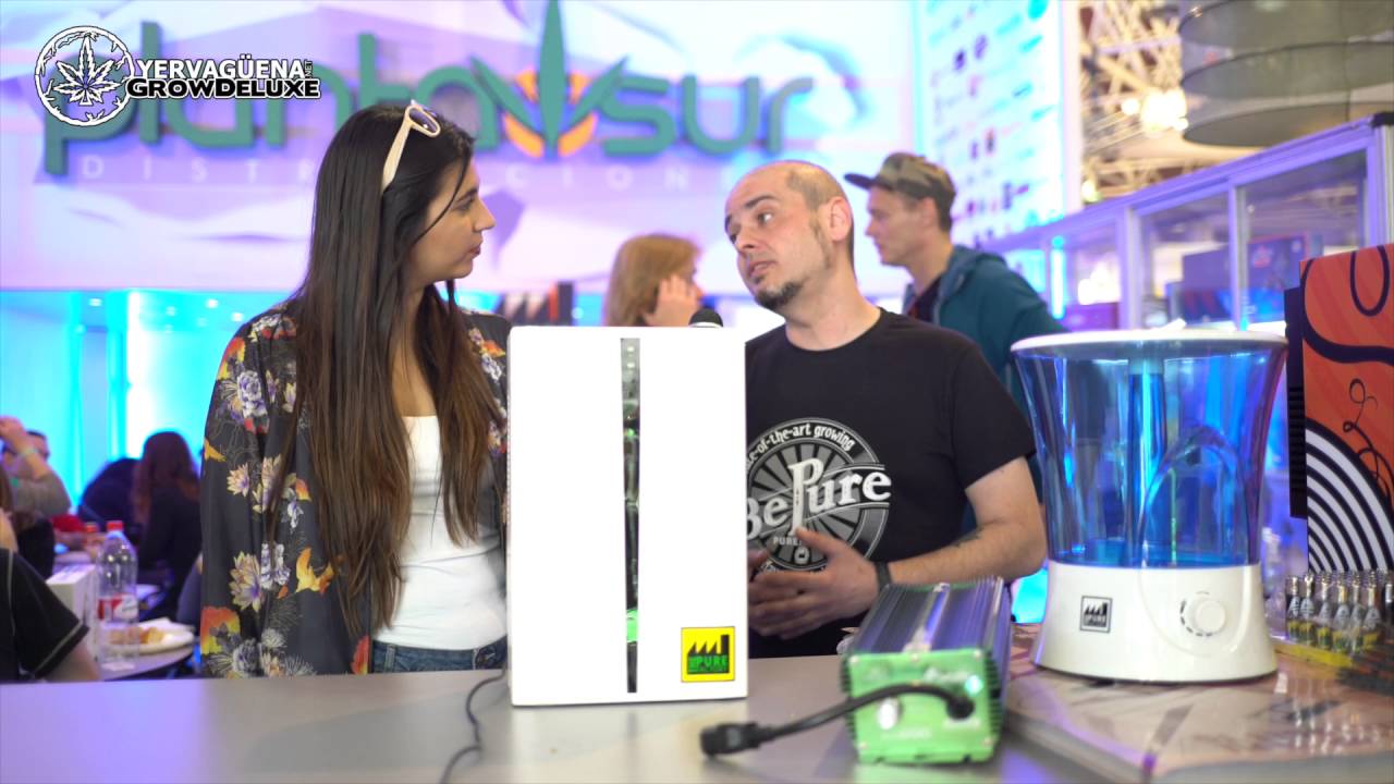 Lucas de The Pure Factory y los art&iacute;culos cann&aacute;bicos