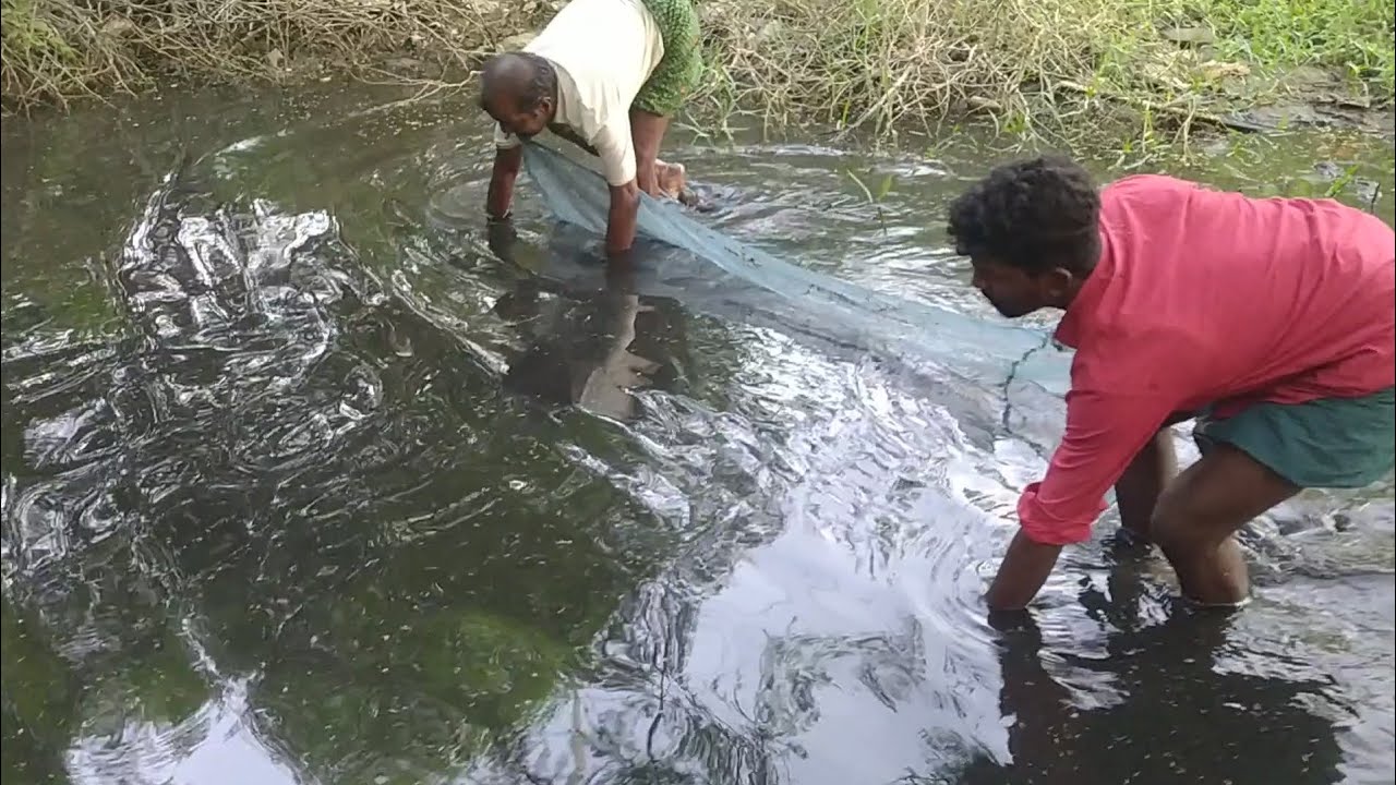 கொசு வலையை குறைந்த தண்ணீரில் வைத்து பிடித்த கெண்டை மீன்கள் 