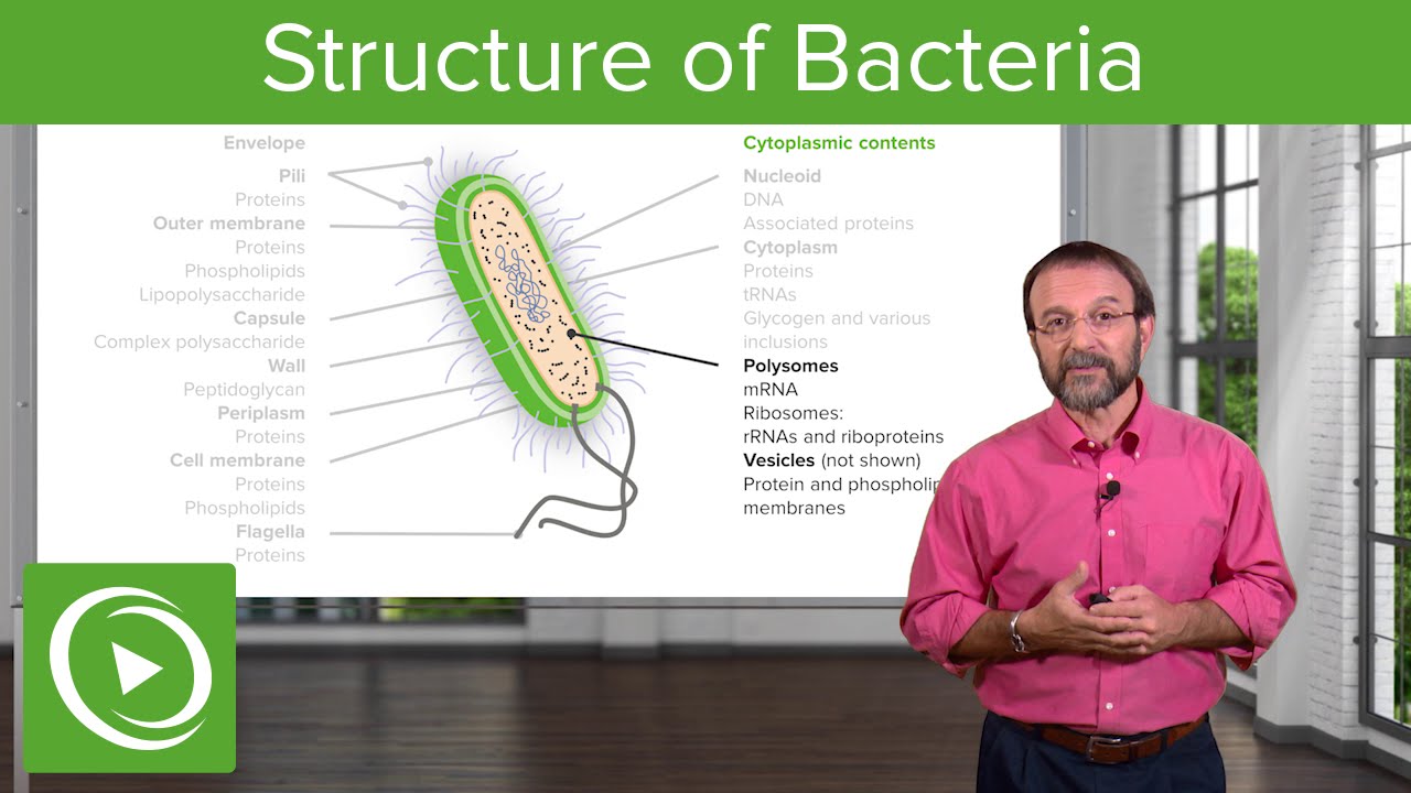 The Bacterial Interior: Components of a Bacterial Cell &ndash; Microbiology | Lecturio