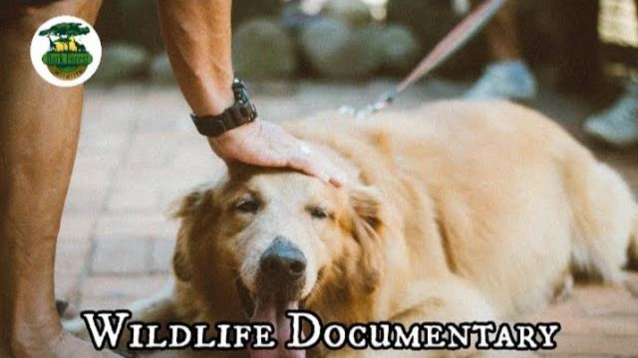Dog Discovery Documentary Wildlife Animal | Wildlife Animals Discovery World Channel